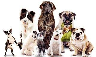 Abrigo de C&atilde;es